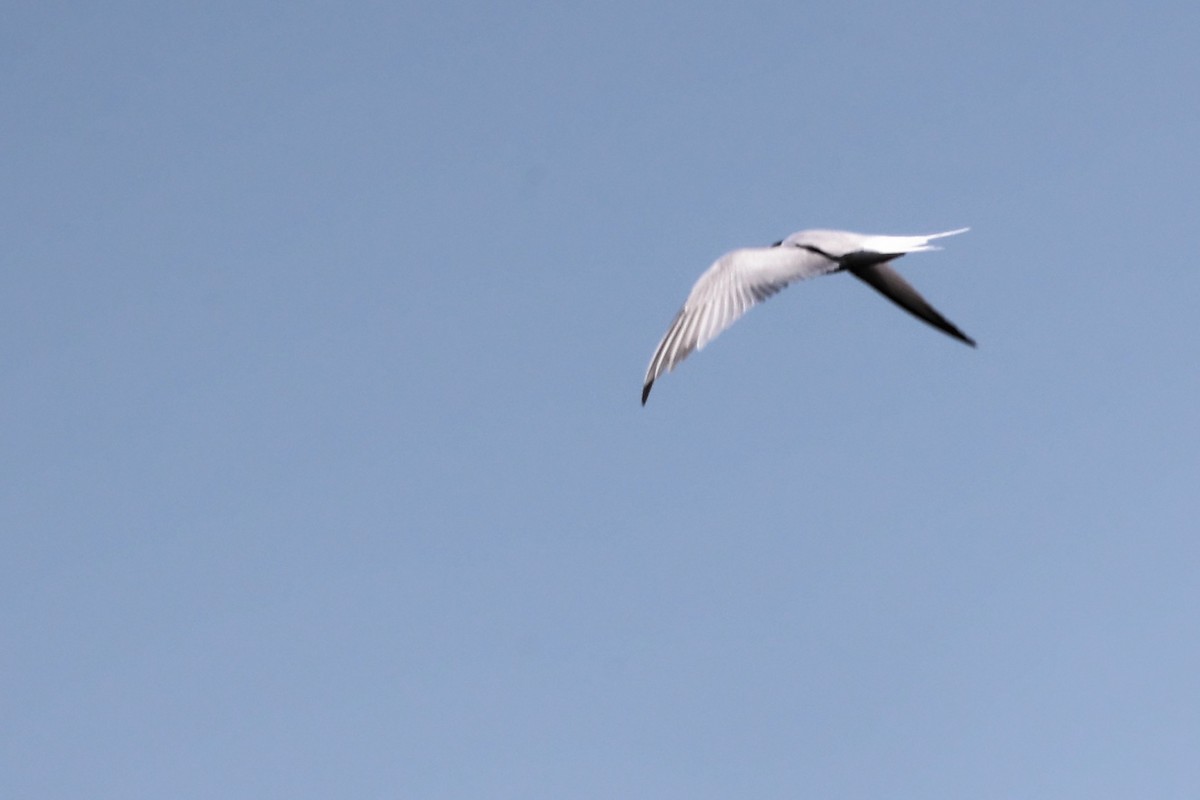 Little Tern - ML620437941