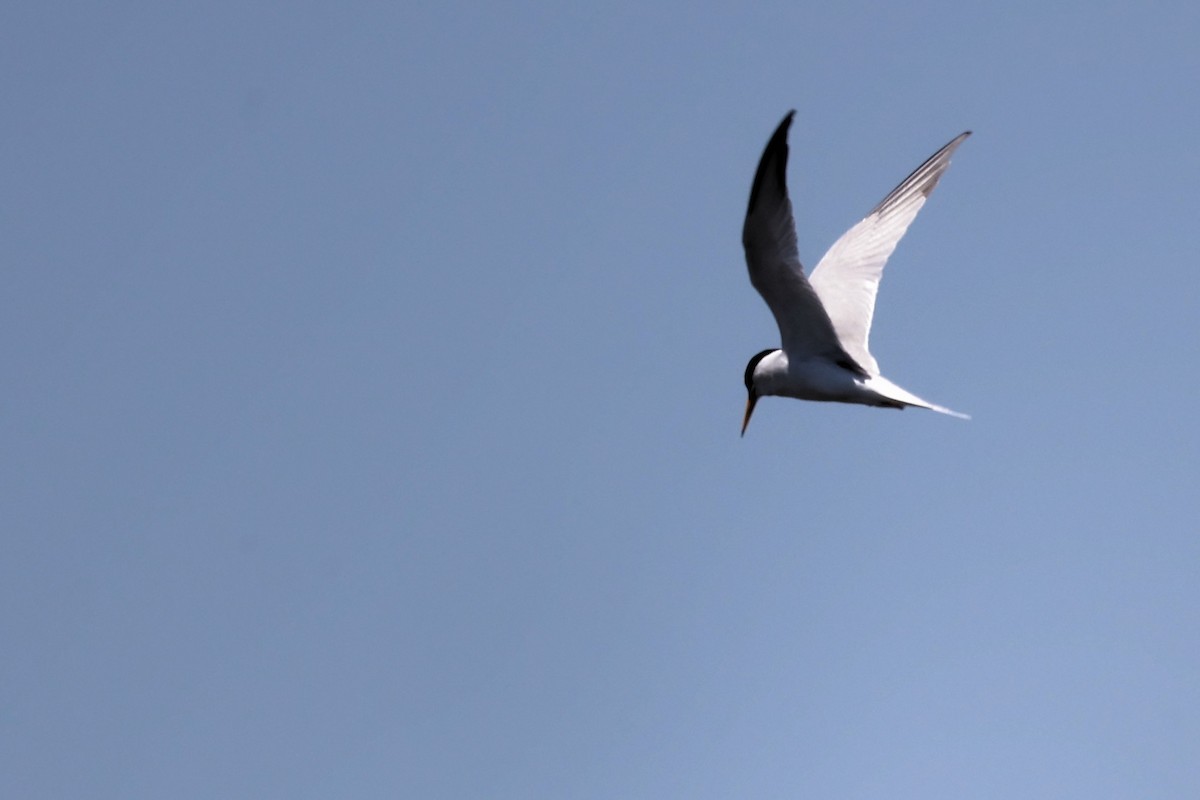 Little Tern - ML620437943