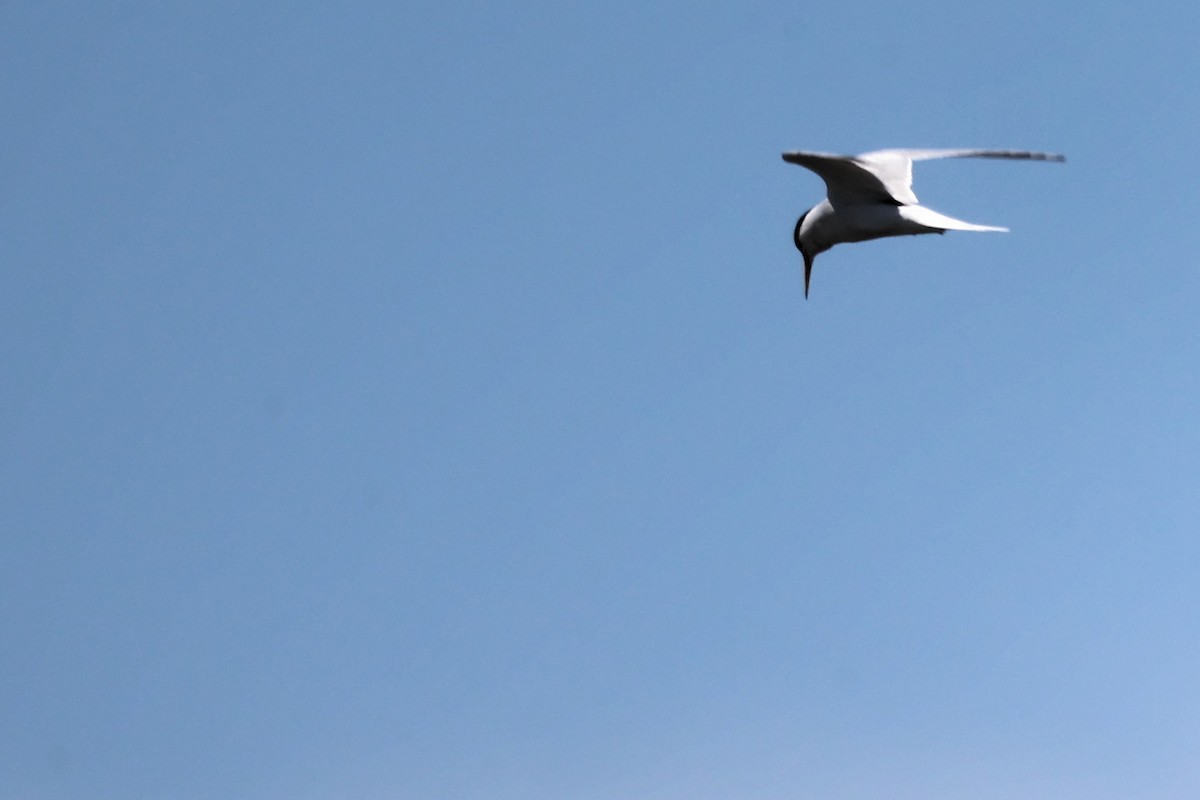 Little Tern - ML620437944