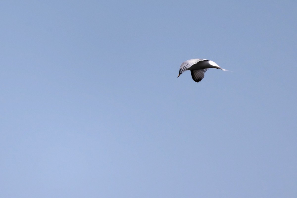 Little Tern - ML620437946