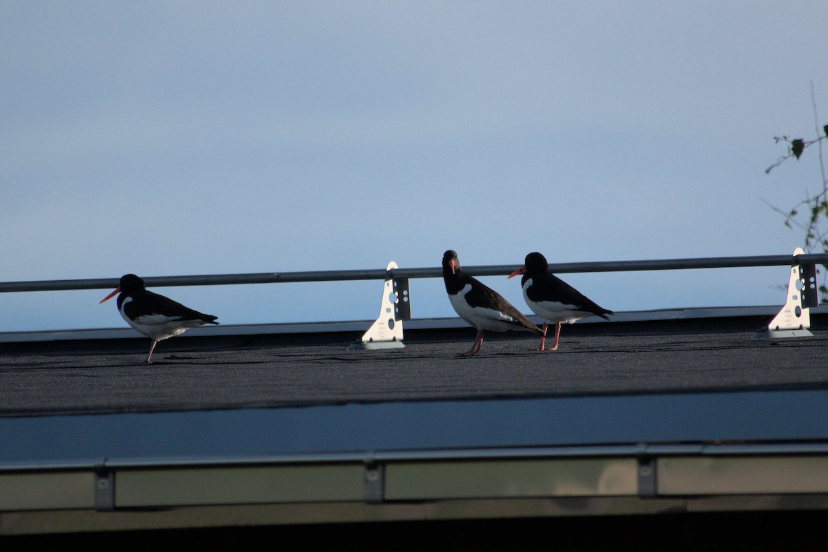 Eurasian Oystercatcher - ML620437949