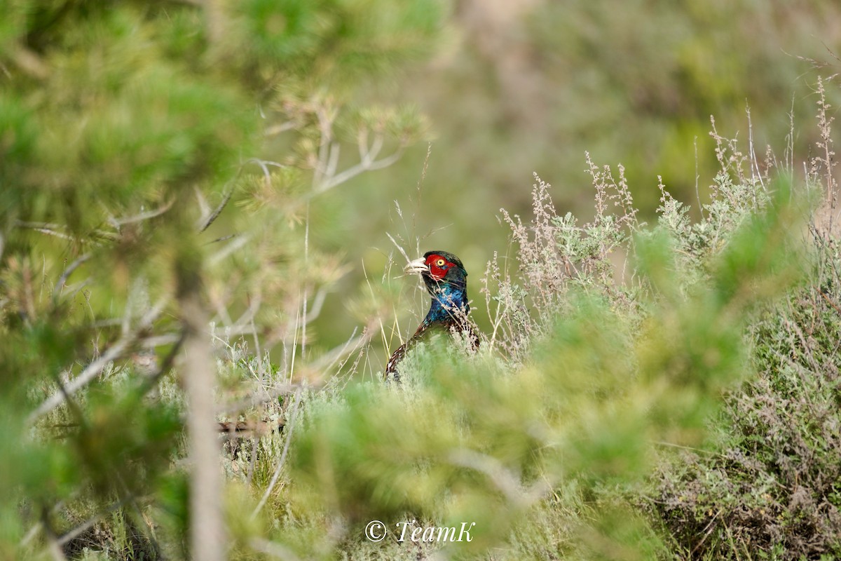 Ring-necked Pheasant - ML620437956