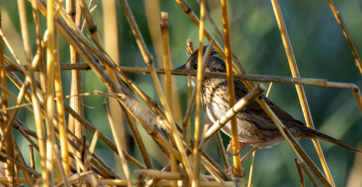 Lincoln's Sparrow - ML620437958