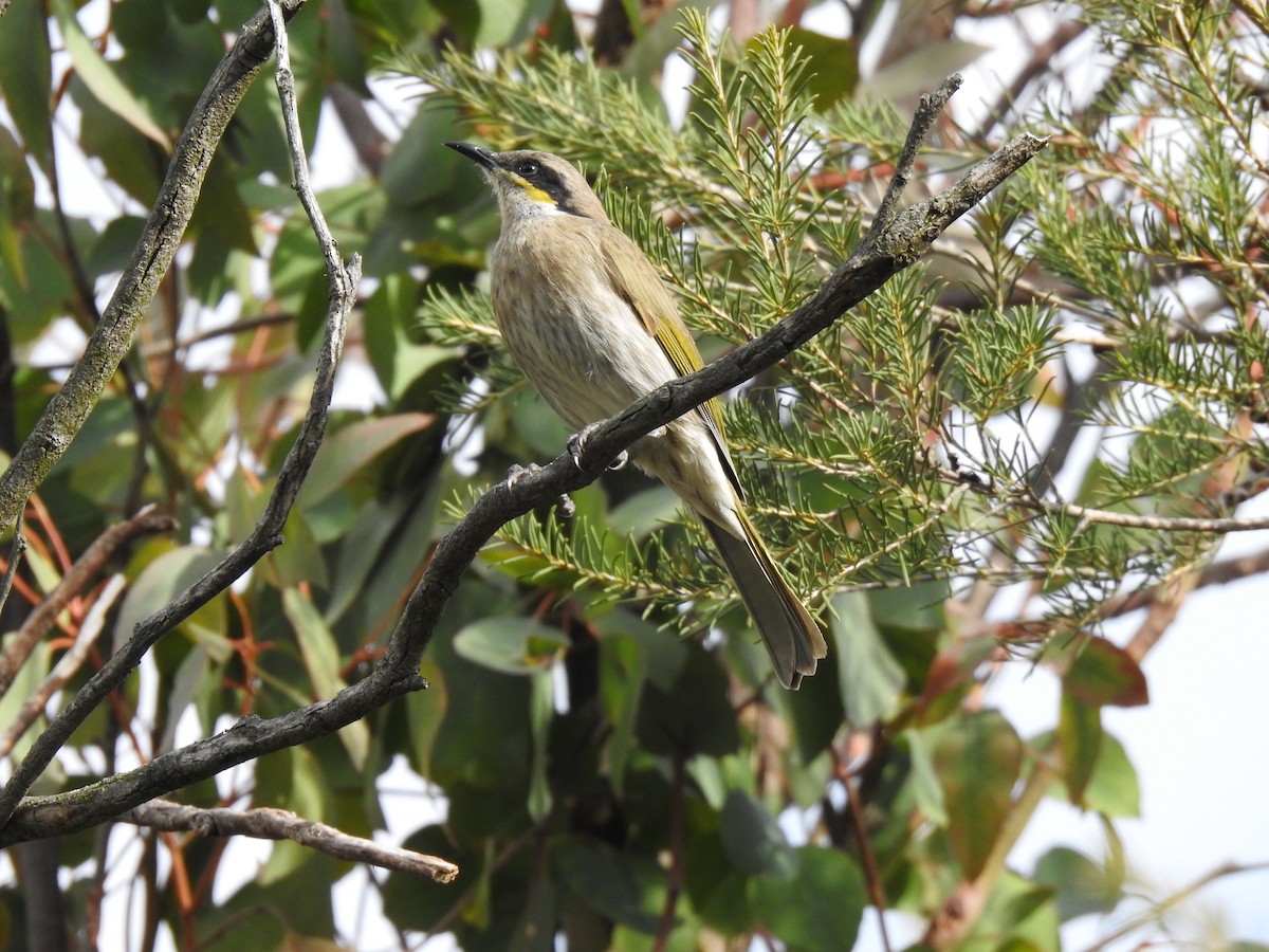 Singing Honeyeater - ML620437959