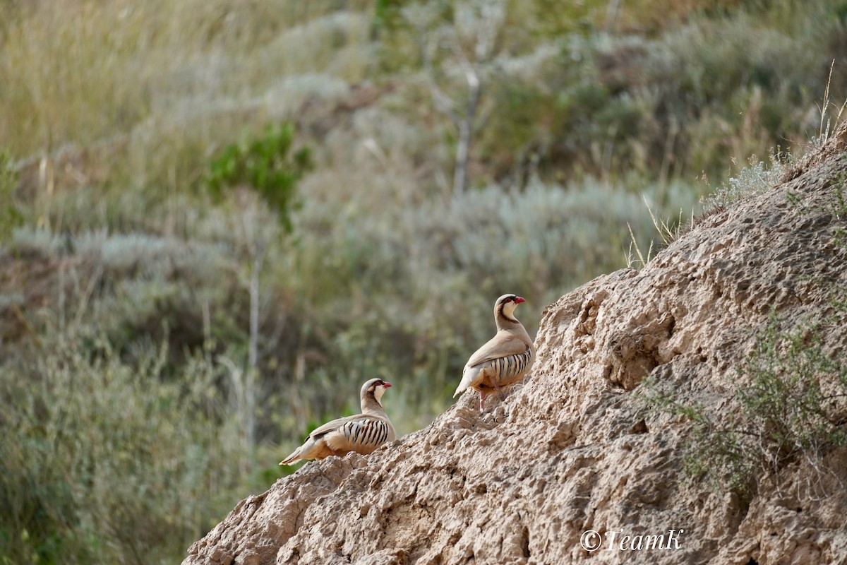 Przevalski's Partridge - ML620437960