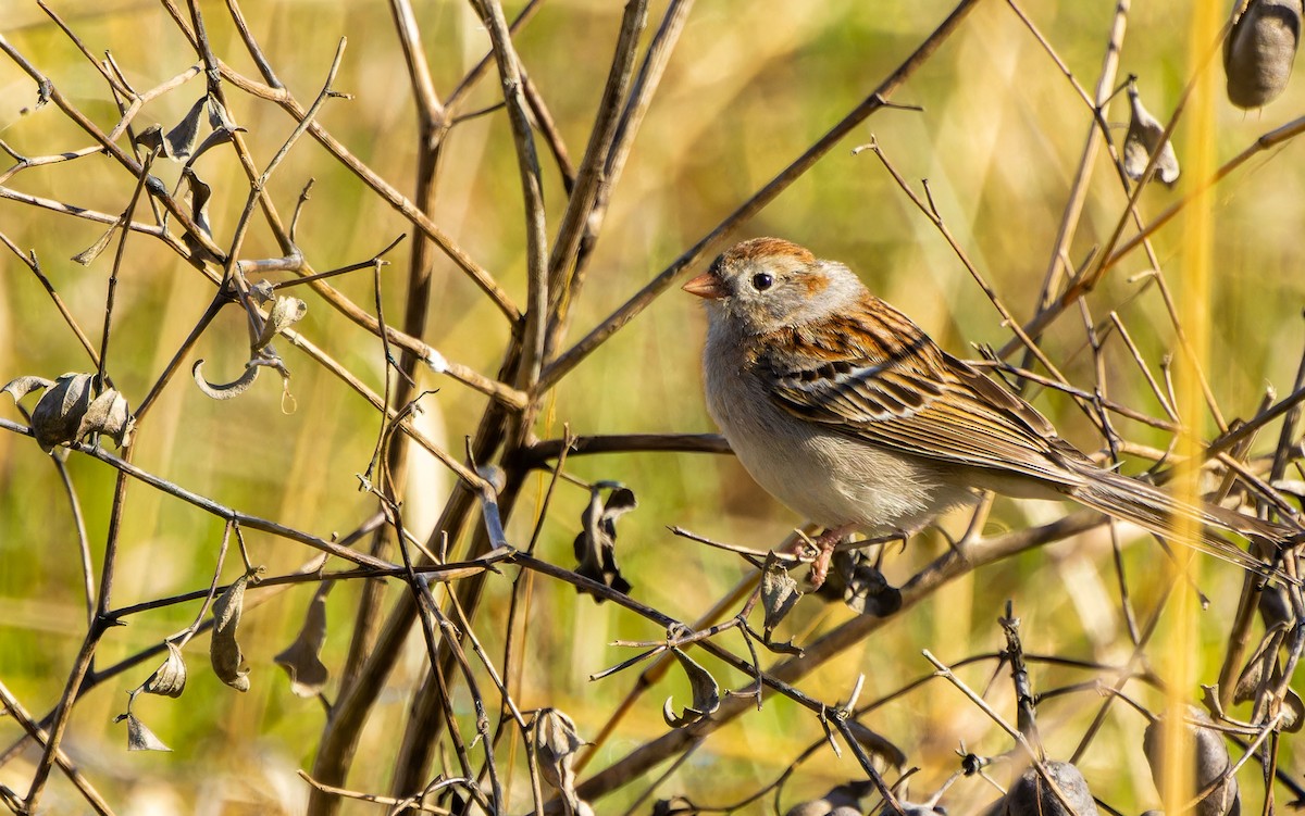 Field Sparrow - ML620437962