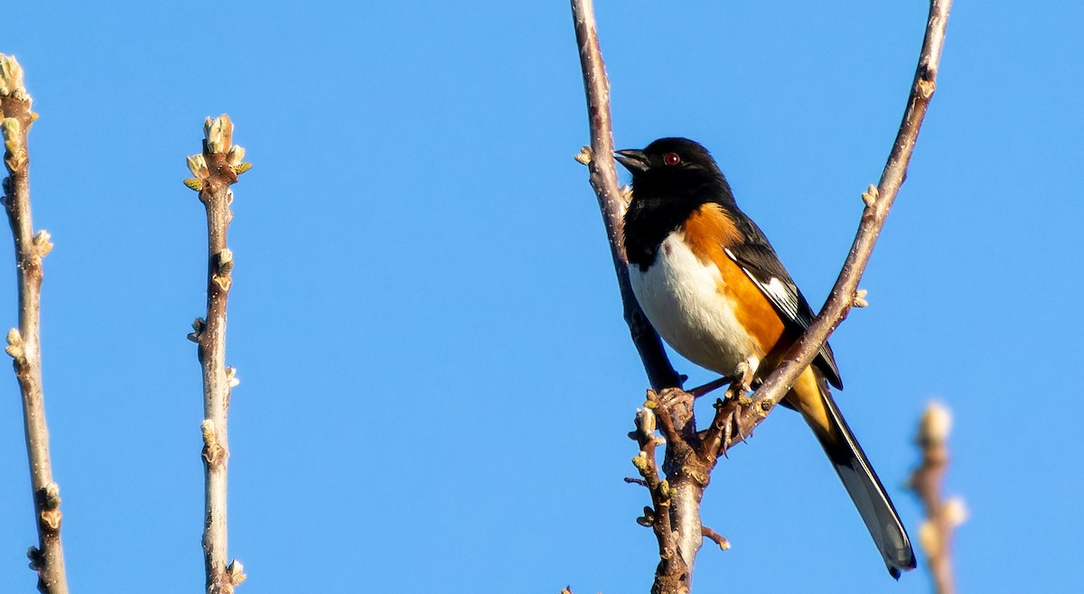 Eastern Towhee - ML620437963