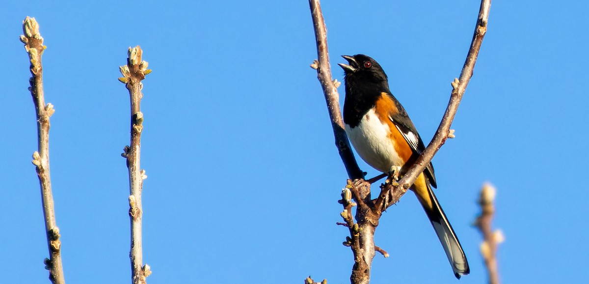 Eastern Towhee - ML620437965