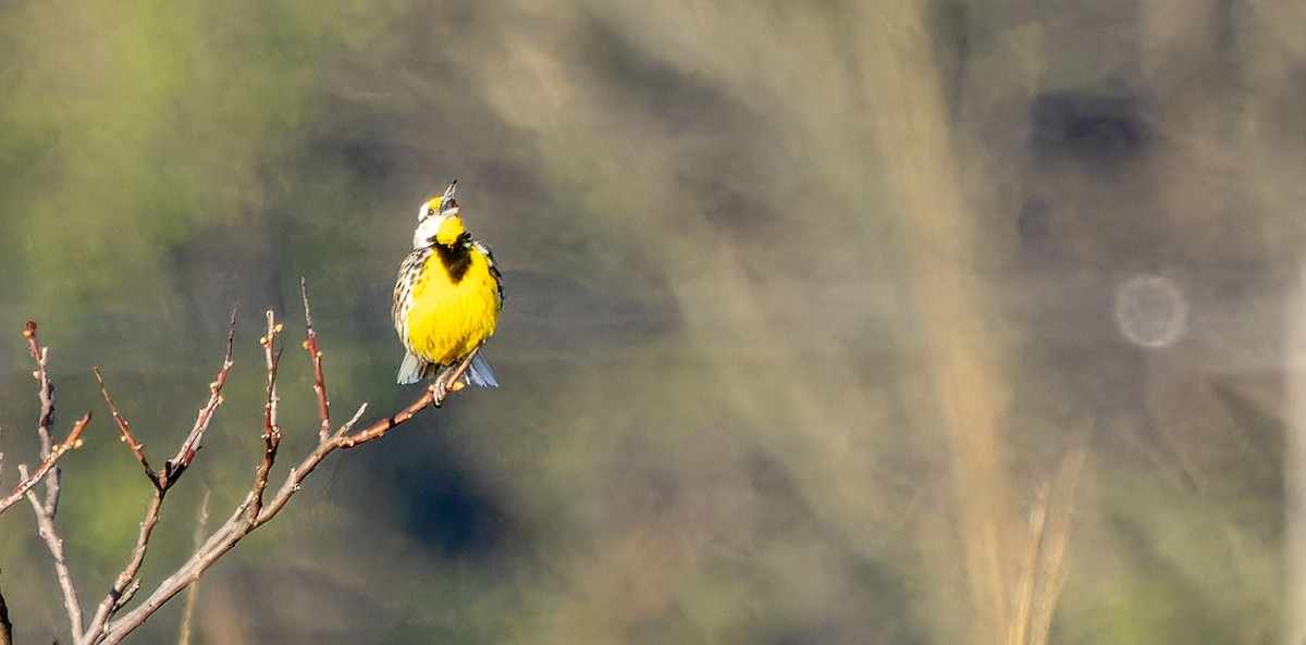 Eastern Meadowlark - ML620437967