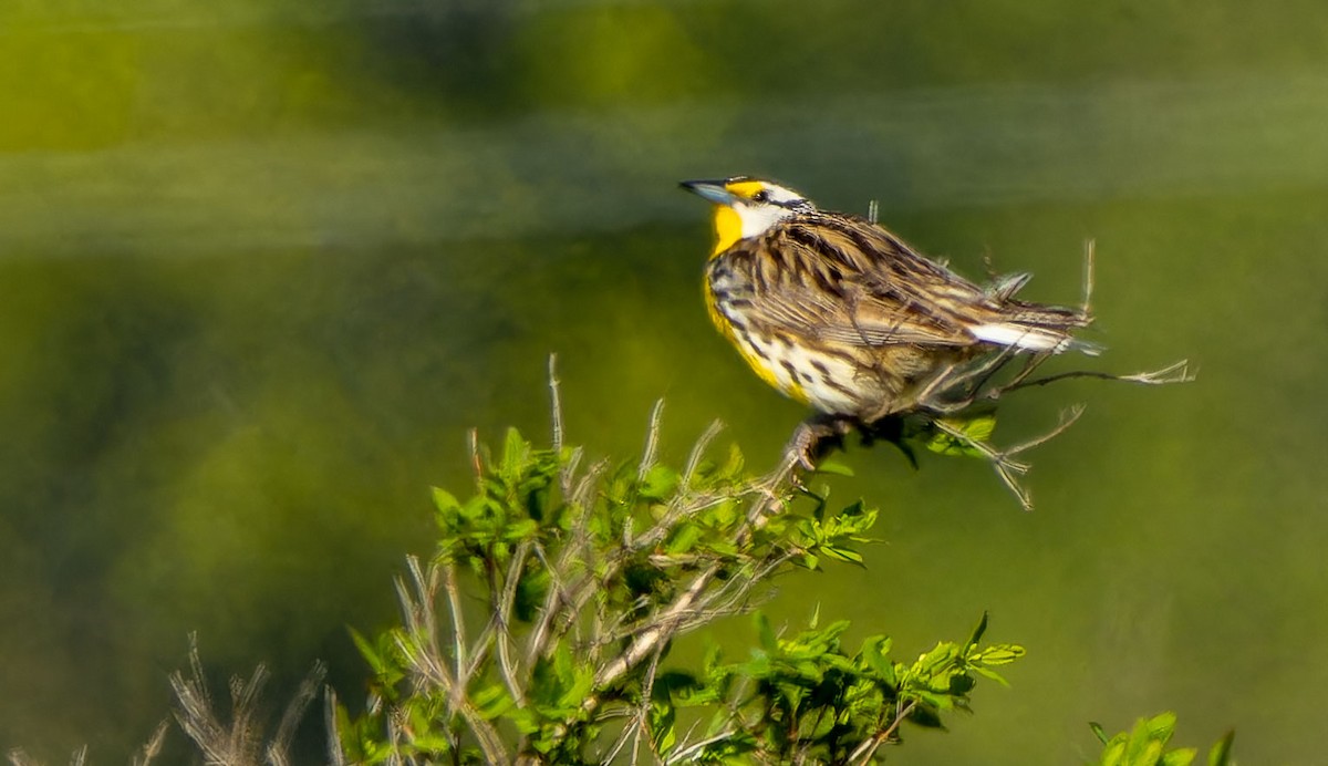 Eastern Meadowlark - ML620437970