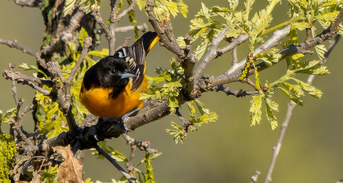 Baltimore Oriole - ML620437971