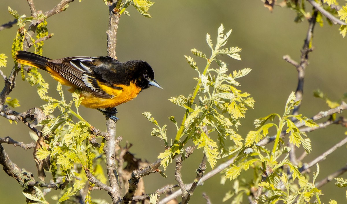 Baltimore Oriole - ML620437973