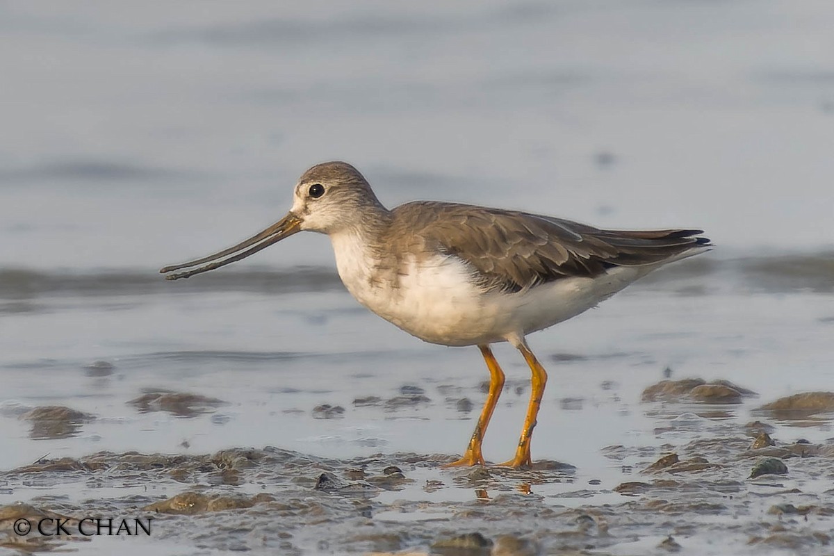 Terek Sandpiper - ML620437978