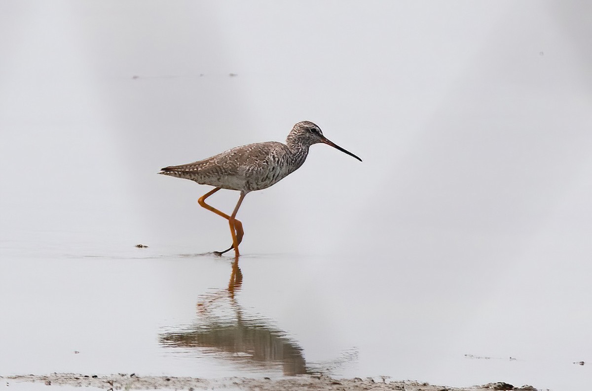 Spotted Redshank - ML620437980