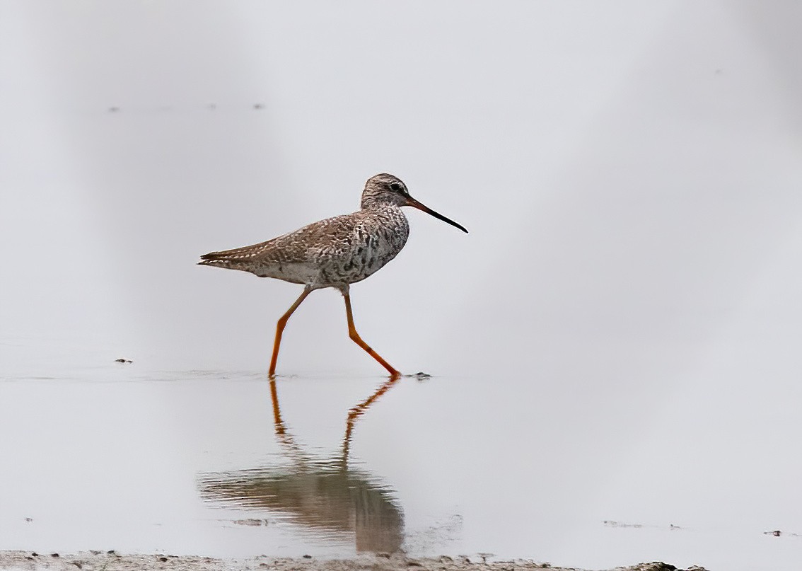 Spotted Redshank - ML620437981