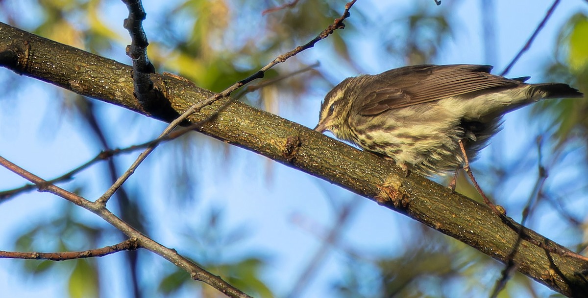 Northern Waterthrush - ML620437984