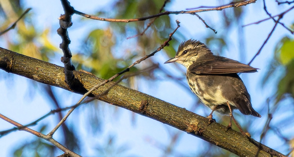 Northern Waterthrush - ML620437985