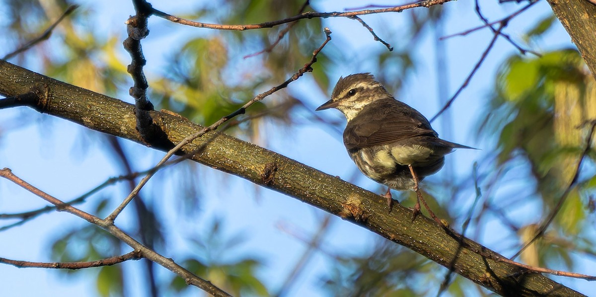 Northern Waterthrush - ML620437986