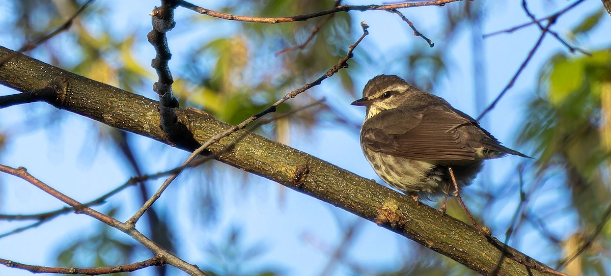 Northern Waterthrush - ML620437987