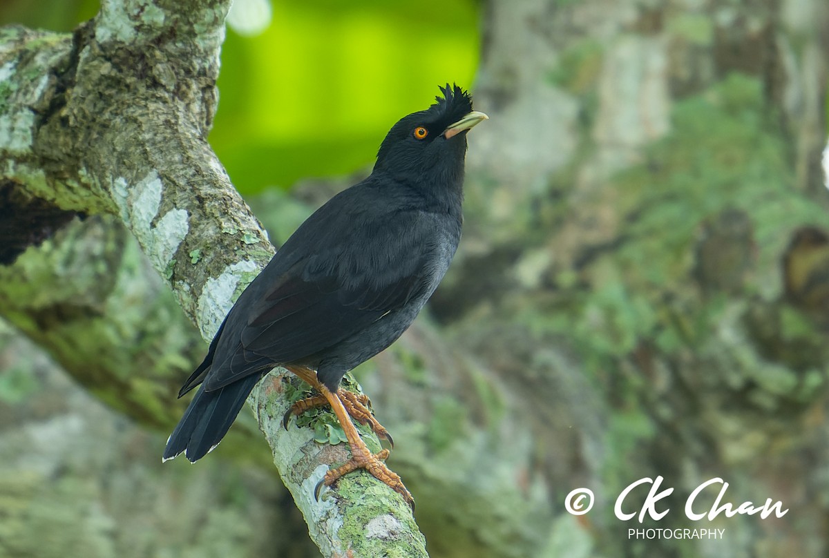 Crested Myna - ML620437990