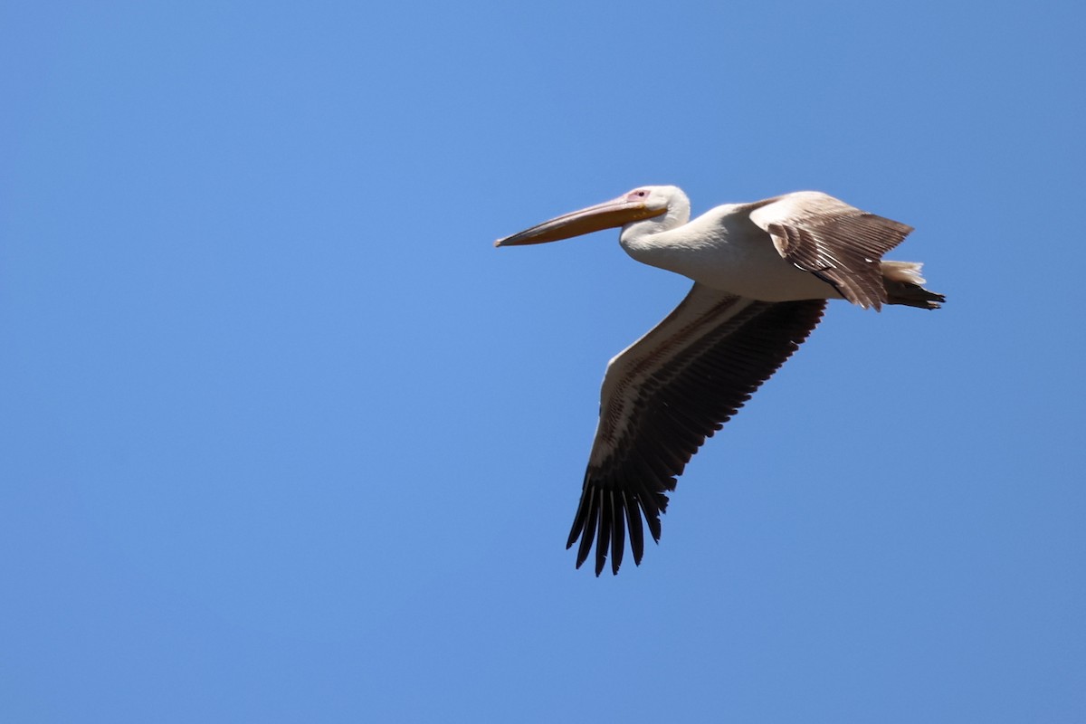 Great White Pelican - Anonymous