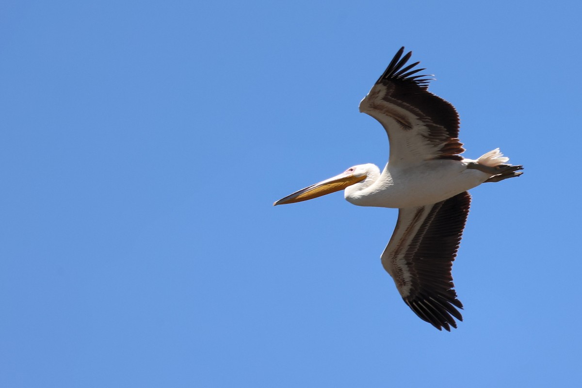 Great White Pelican - Anonymous