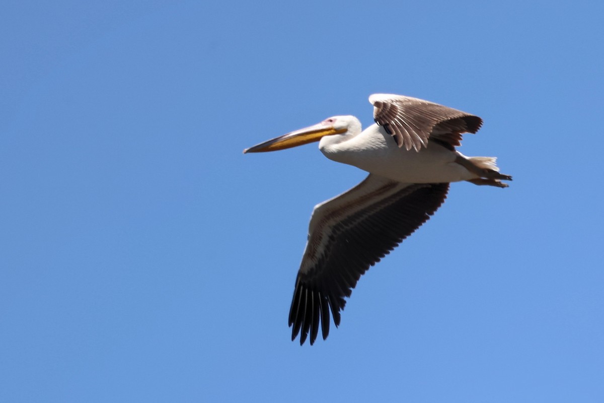 pelikán bílý - ML620437997