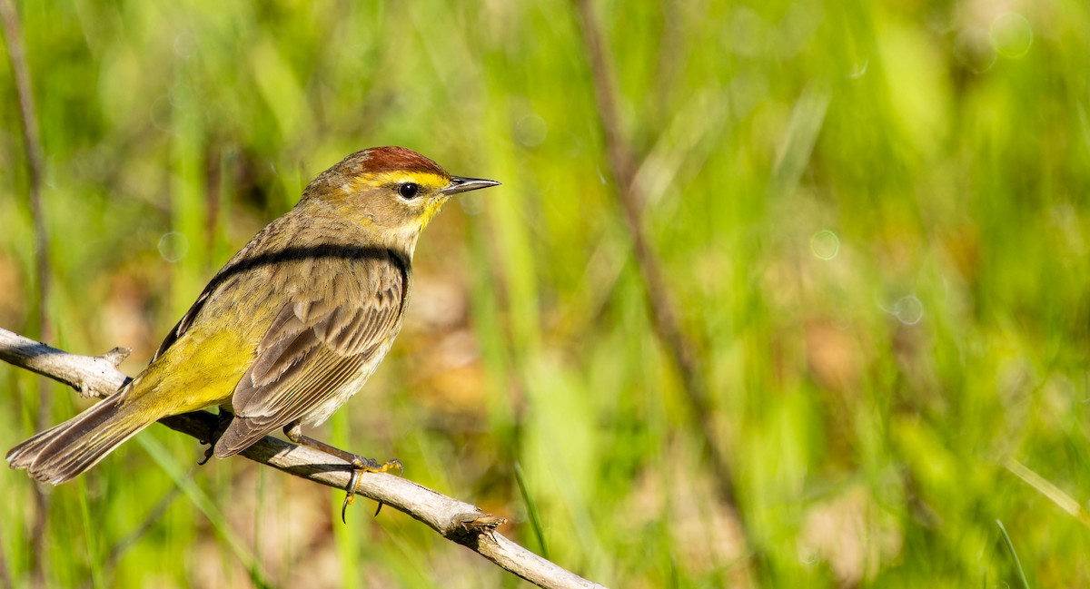 Palm Warbler - ML620438000