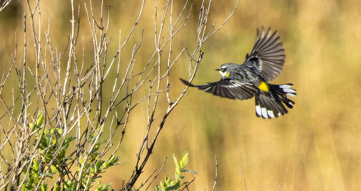 Yellow-rumped Warbler - ML620438007