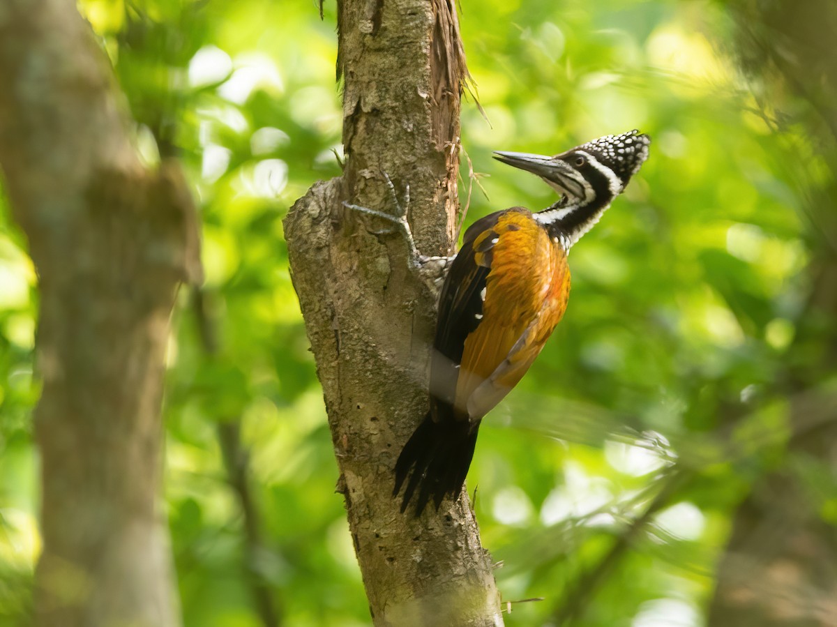 Greater Flameback - ML620438020