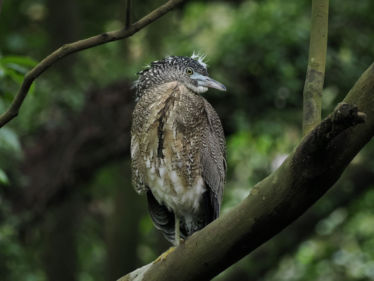 Malayan Night Heron - ML620438023