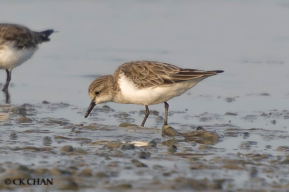 Red-necked Stint - ML620438025