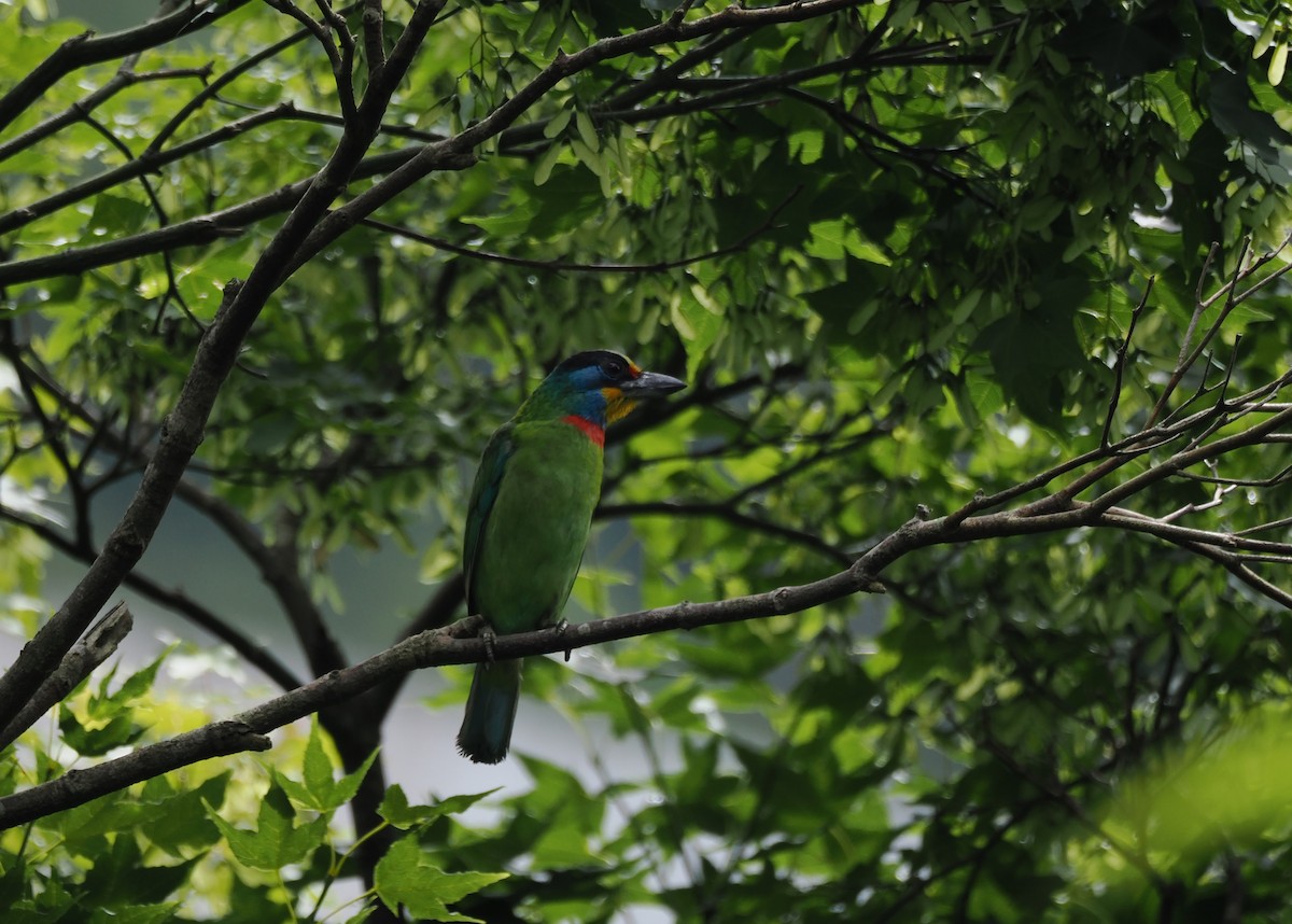 Taiwan Barbet - ML620438027