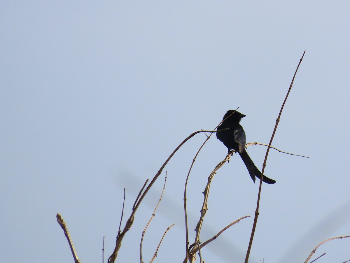 svartdrongo - ML620438028