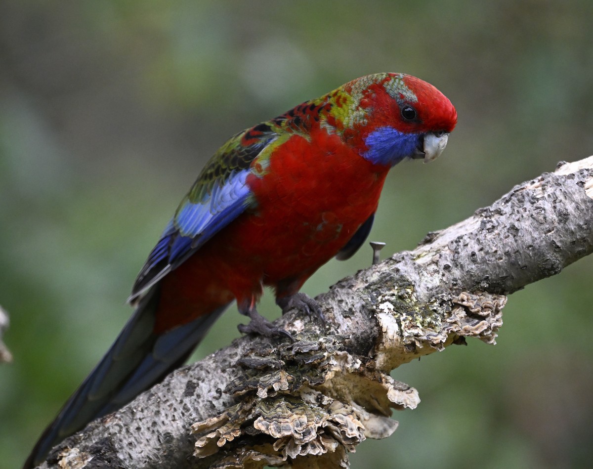 Crimson Rosella - ML620438031