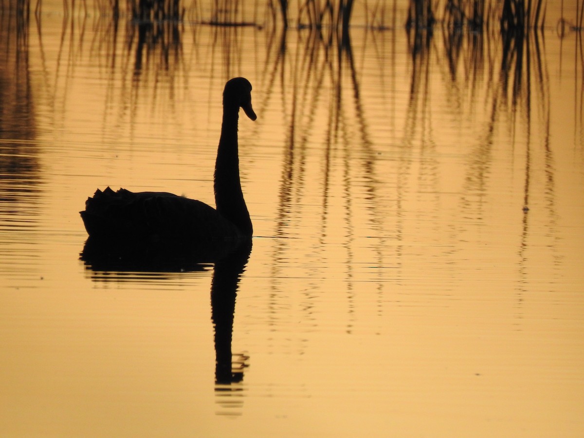 Black Swan - ML620438033