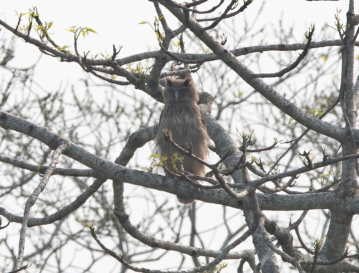 Búho de Coromandel - ML620438036