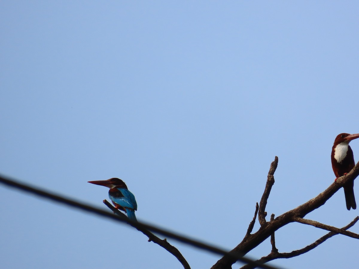 White-throated Kingfisher - ML620438045