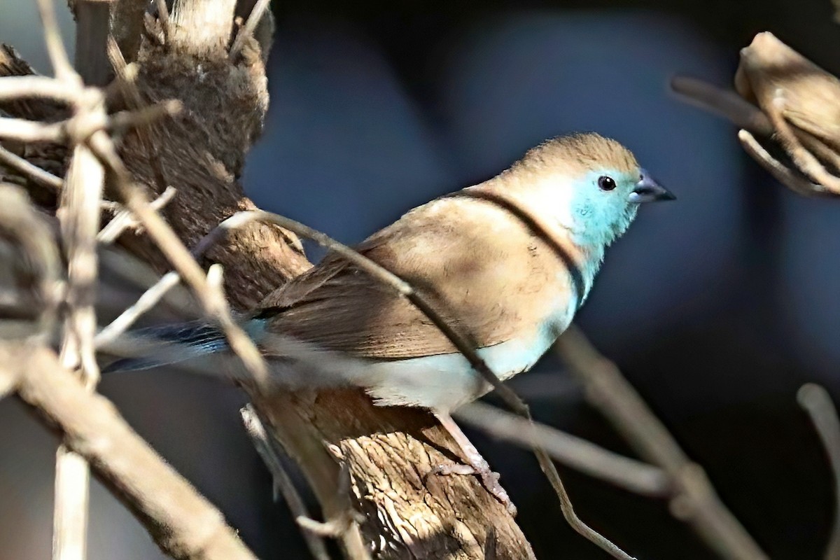 Southern Cordonbleu - ML620438047