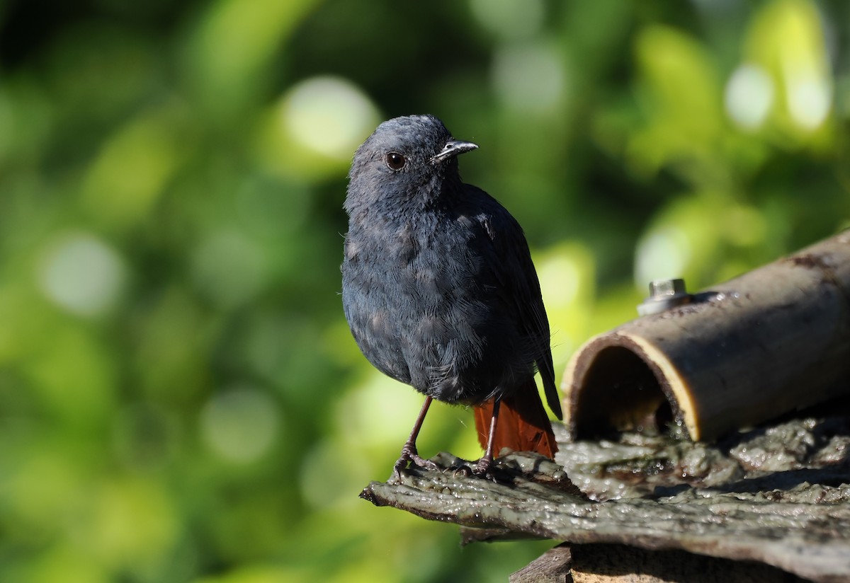 Plumbeous Redstart - ML620438049