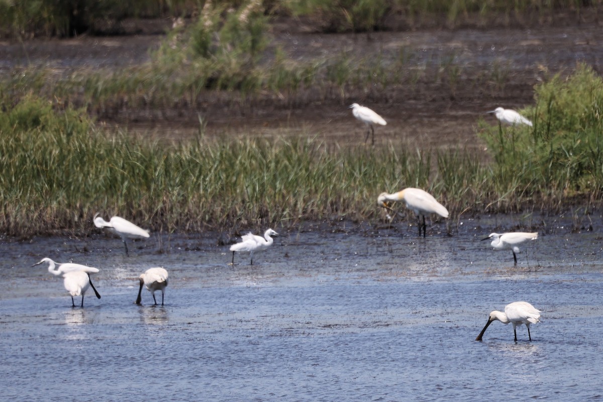 Eurasian Spoonbill - ML620438050