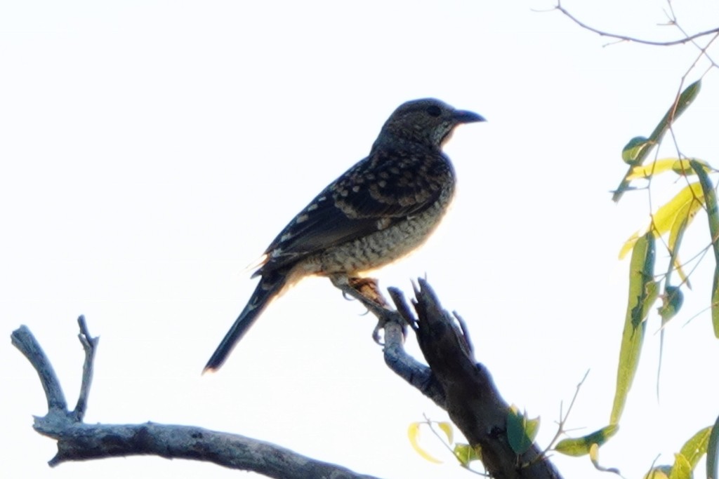 Spotted Bowerbird - ML620438054