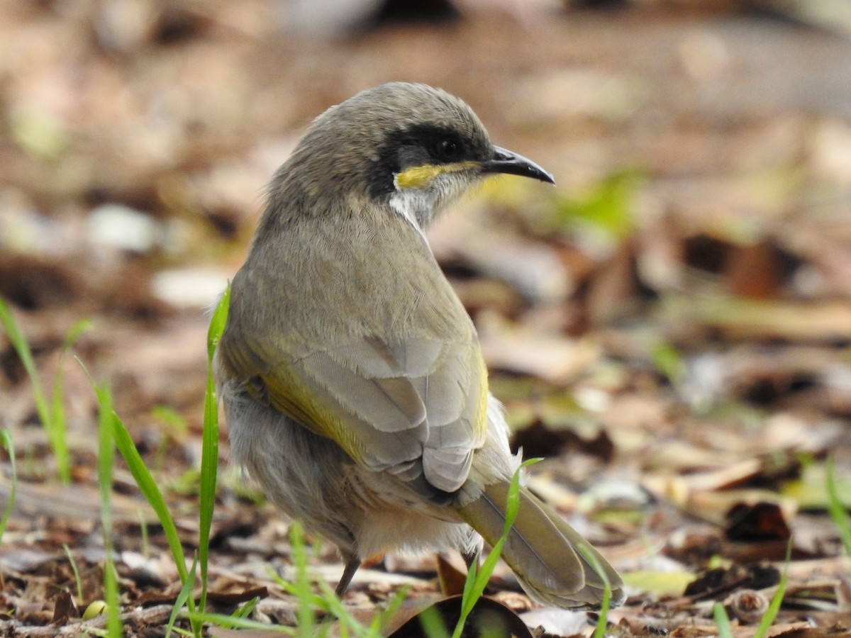 Singing Honeyeater - ML620438059