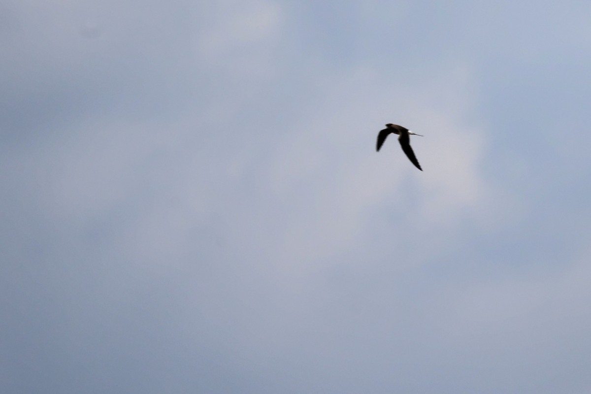 Collared Pratincole - ML620438061