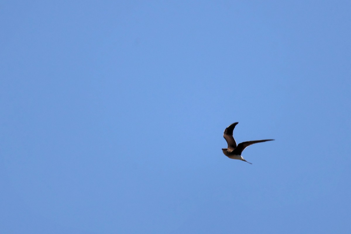 Collared Pratincole - ML620438062