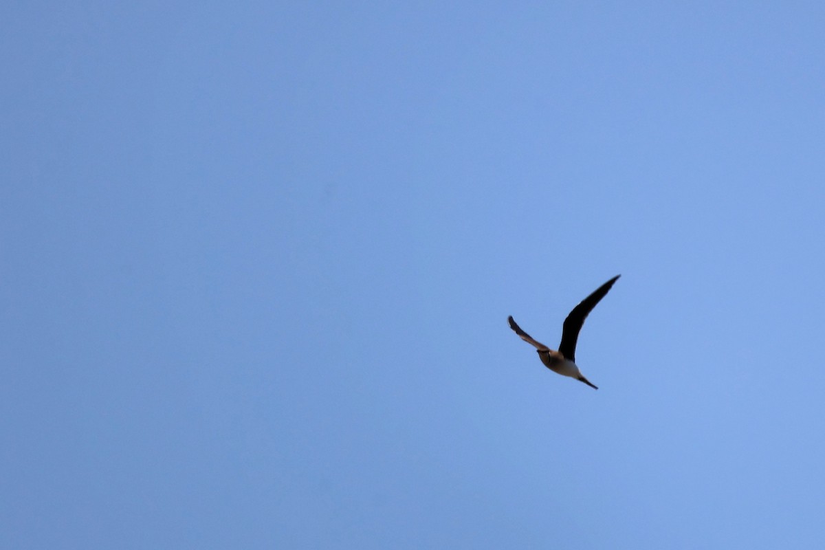 Collared Pratincole - ML620438063