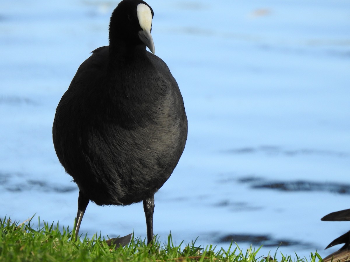 Eurasian Coot - ML620438066