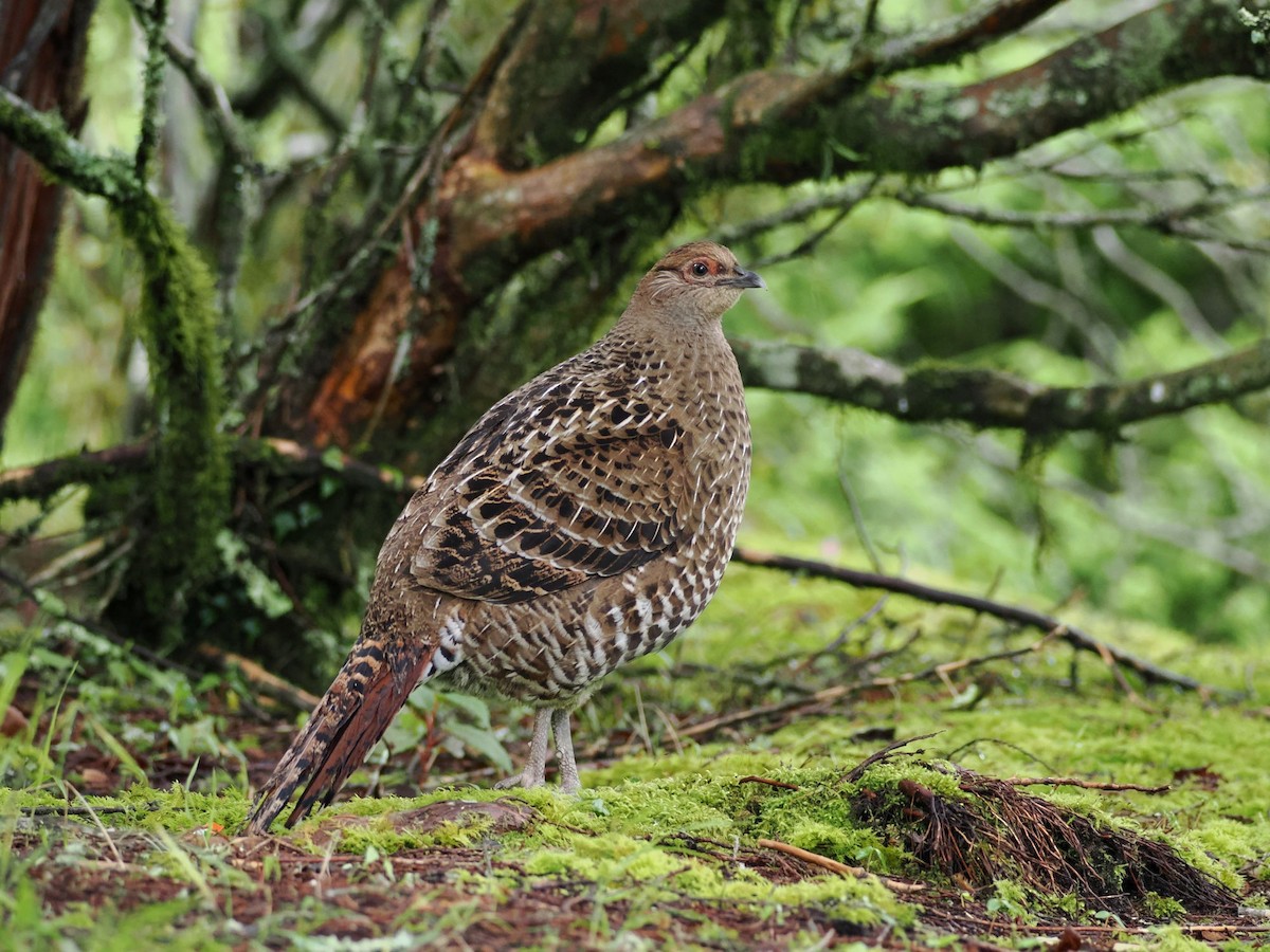 Mikado Pheasant - ML620438067