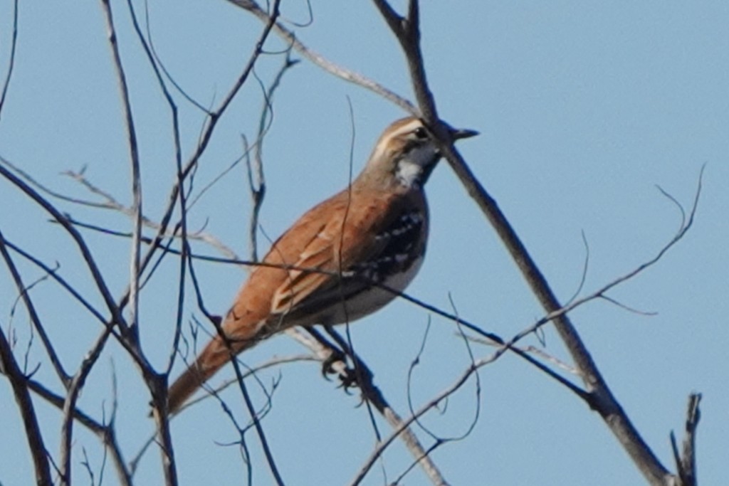 Chestnut-breasted Quail-thrush - ML620438068