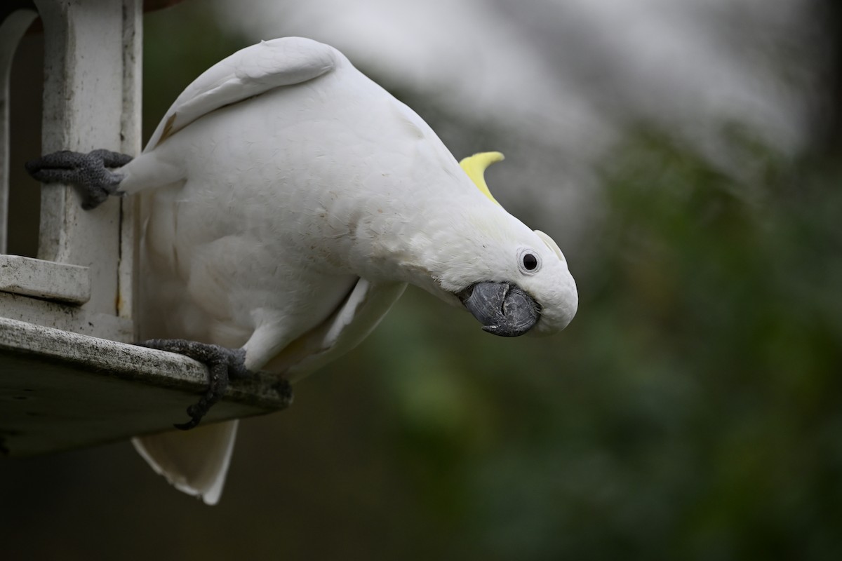 Sulphur-crested Cockatoo - ML620438075